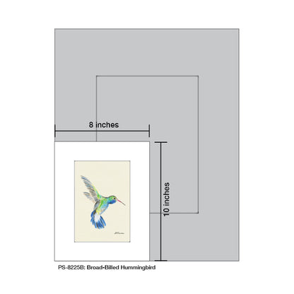 Broad-Billed Hummingbird, Print (#8225B) - Printed Canvas