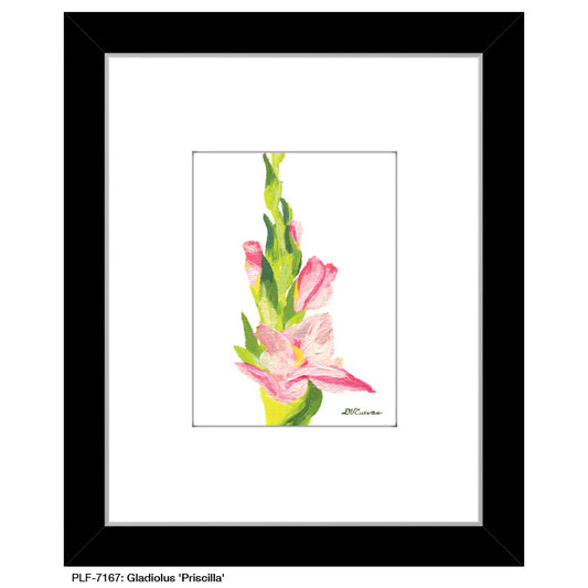 Gladiolus 'Priscilla', Print (#7167) - Printed Canvas