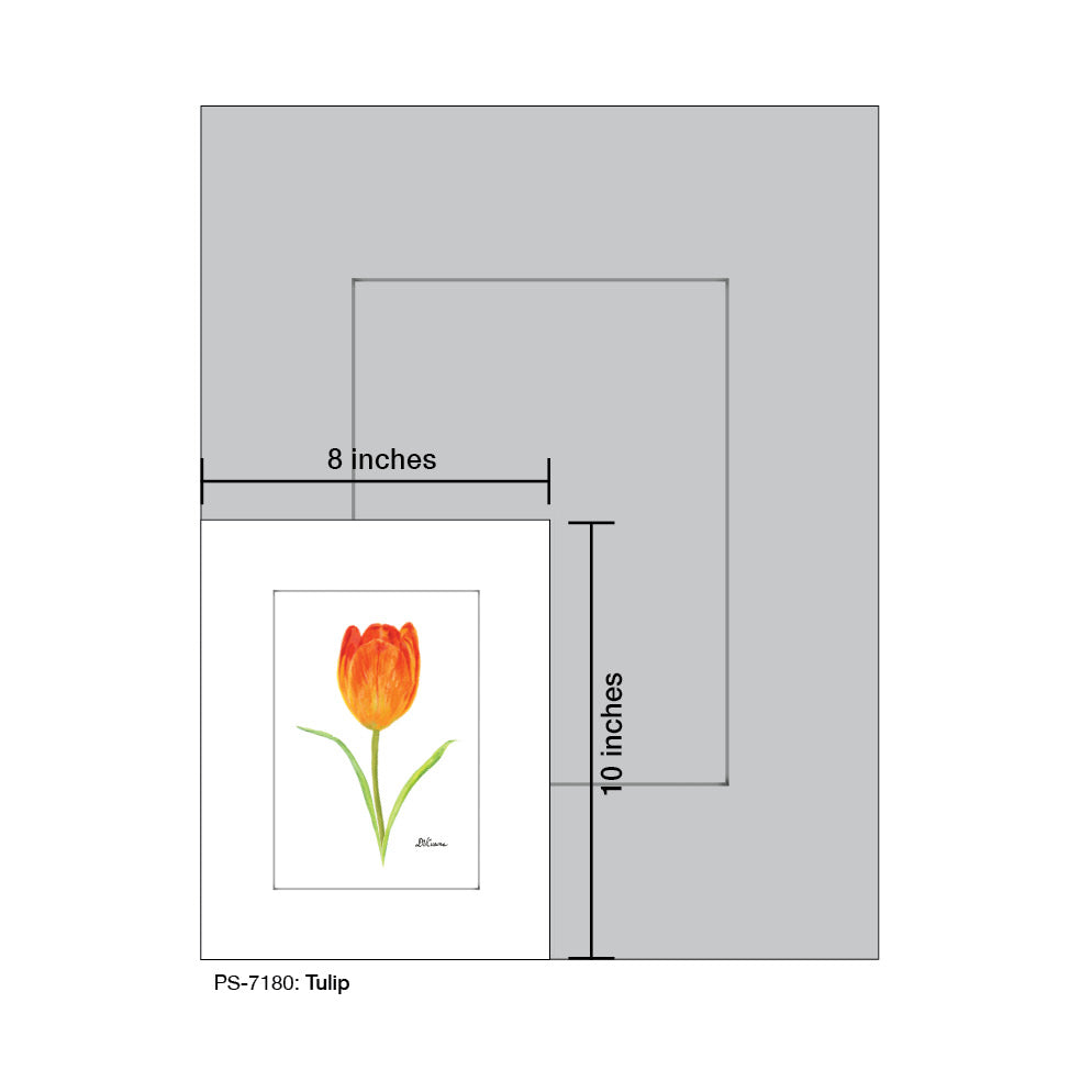 Tulip, Print (#7180)