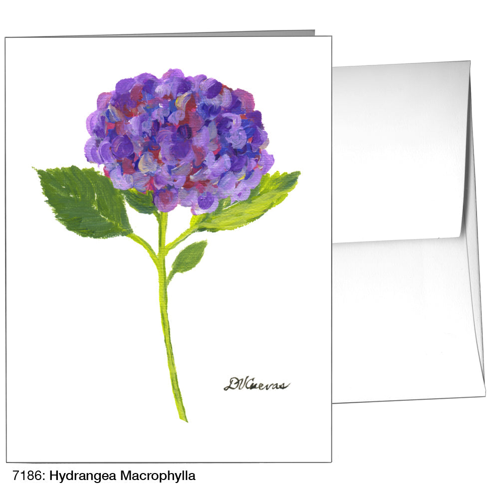Hydrangea Macrophylla, Greeting Card (7186), A2, printedcanvas.com