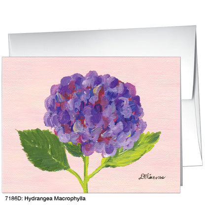 Hydrangea Macrophylla, Greeting Card (#7186D)
