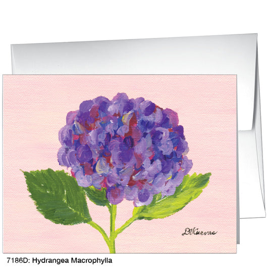 Hydrangea Macrophylla, Greeting Card (#7186D)