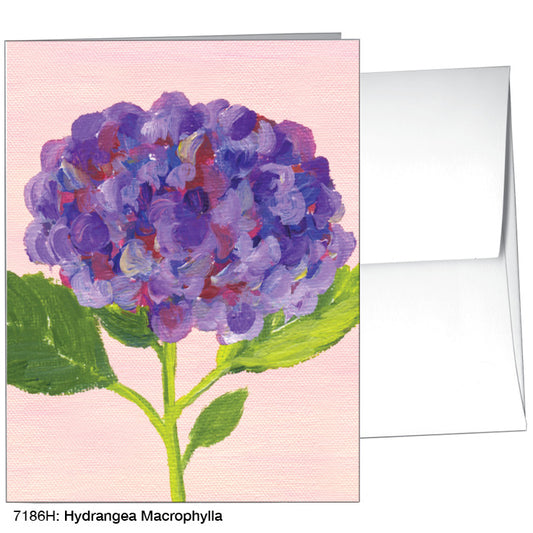 Hydrangea Macrophylla, Greeting Card (7186H)