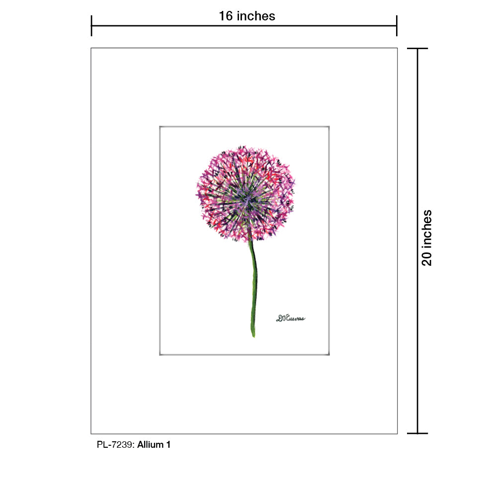Allium 1, Print (#7239)