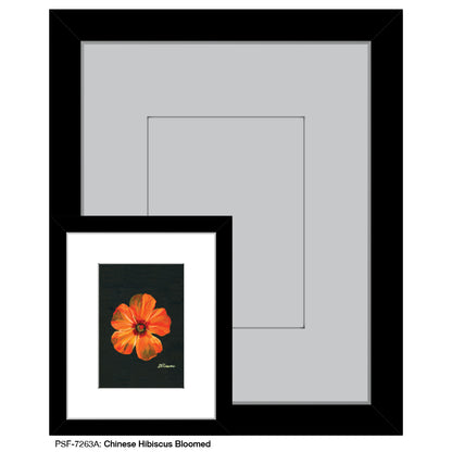 Chinese Hibiscus Bloomed, Print (#7263A)