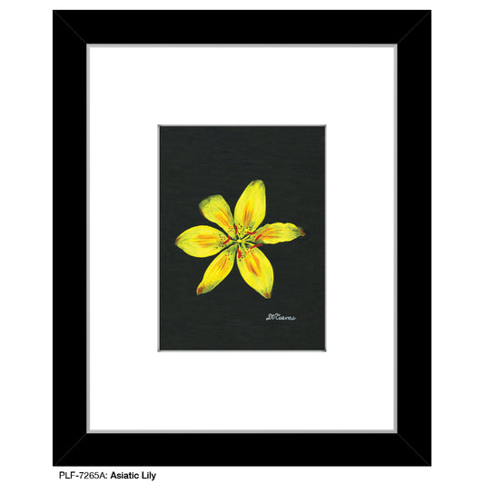 Asiatic Lily, Print (#7265A)