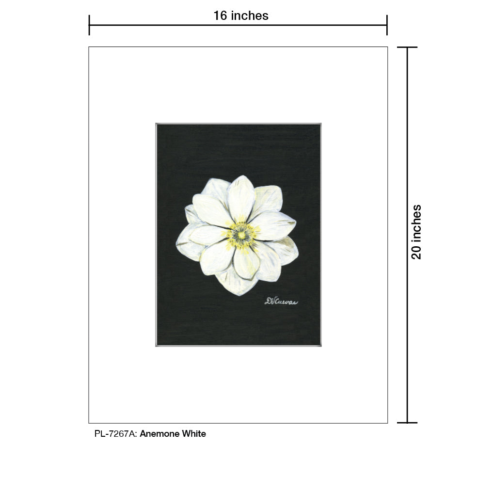 Anemone White, Print (#7267A)