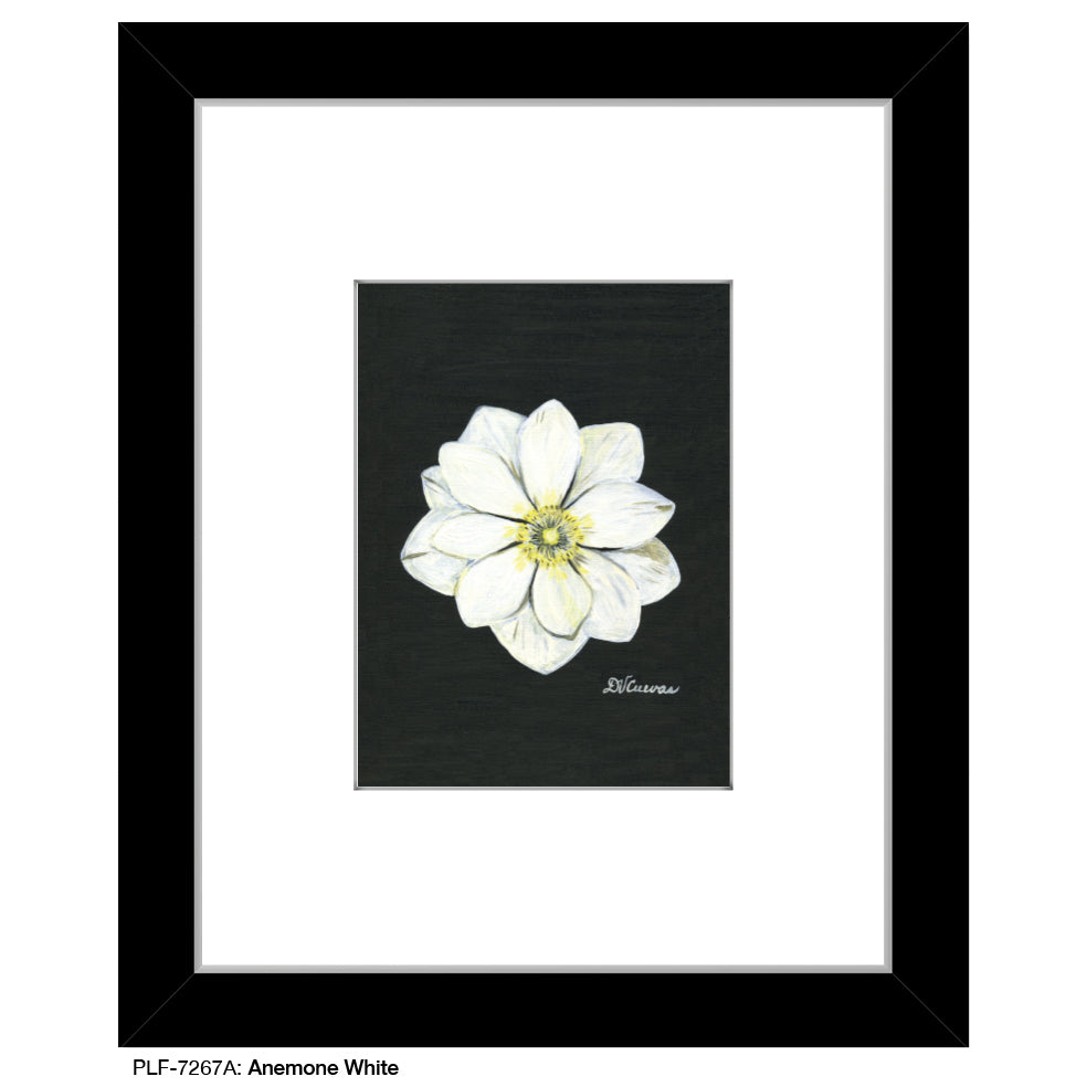 Anemone White, Print (#7267A)