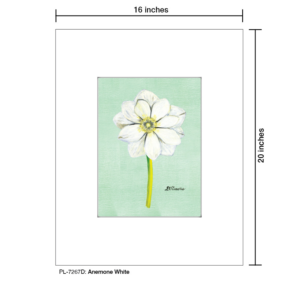 Anemone White, Print (#7267D)