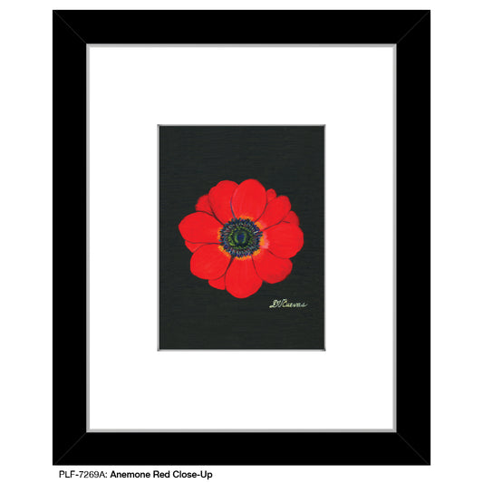 Anemone Red Close-Up, Print (#7269A)