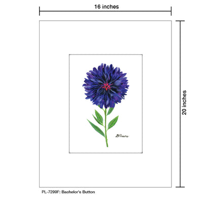Bachelor's Button, Print (#7299F)