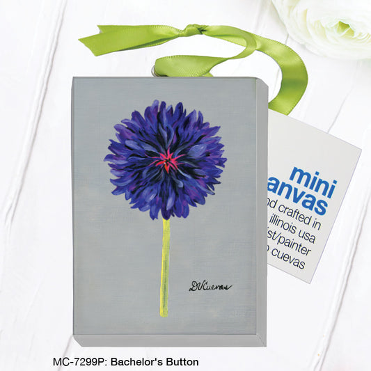 Bachelor's Button, Mini Canvas (MC-7299P)
