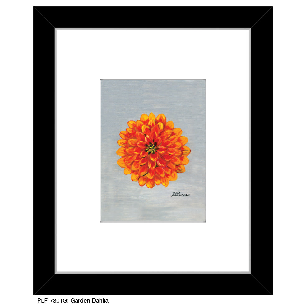 Garden Dahlia, Print (#7301G)