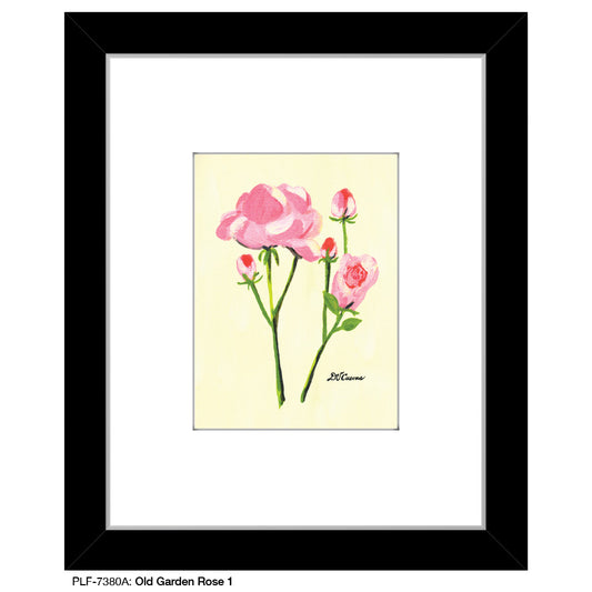 Old Garden Rose 1, Print (#7380A)