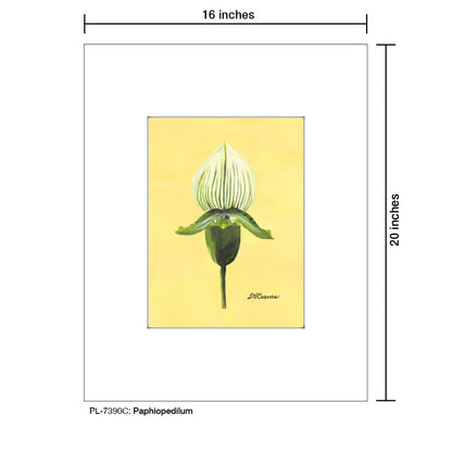 Paphiopedilum, Print (#7390C)