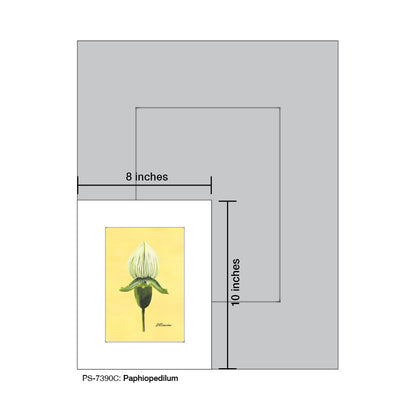 Paphiopedilum, Print (#7390C)