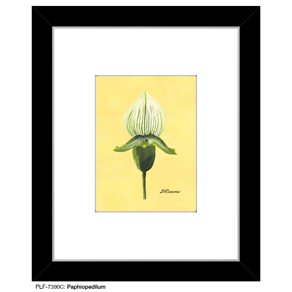 Paphiopedilum, Print (#7390C)