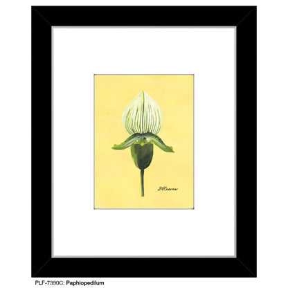 Paphiopedilum, Print (#7390C)