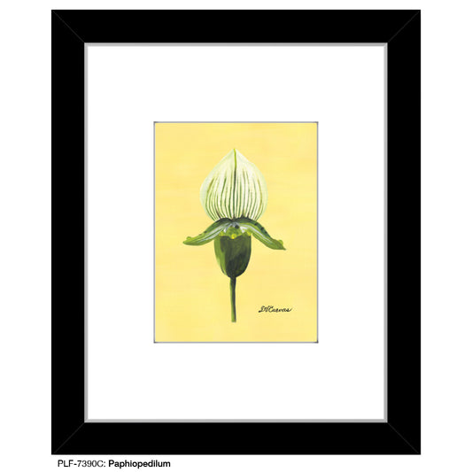 Paphiopedilum, Print (#7390C)