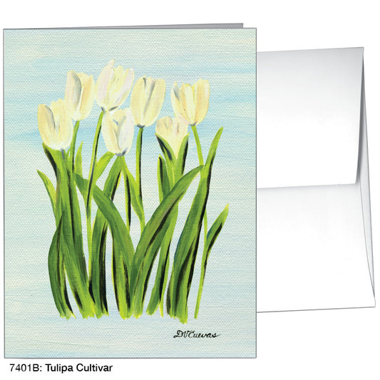 Tulipa Cultivar, Greeting Card (7401B) - Printed Canvas