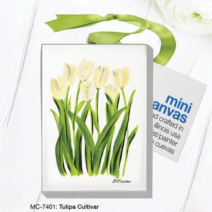 Tulipa Cultivar , Mini Canvas (MC-7401B), Front, printedcanvas.com