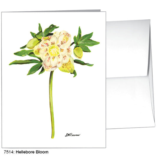 Hellebore Bloom, Greeting Card (7514A), A2 Card Front, www.printedcanvas.com