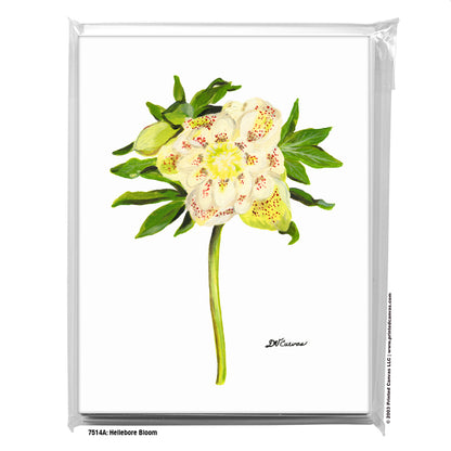 Hellebore Bloom, Greeting Card (#7514A)