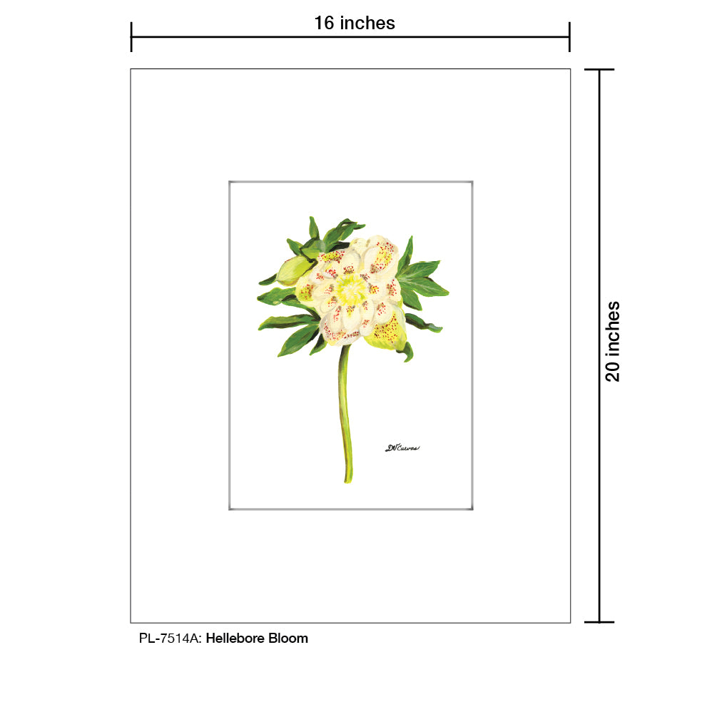 Hellebore Bloom, Print (#7514A)