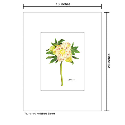 Hellebore Bloom, Print (#7514A)