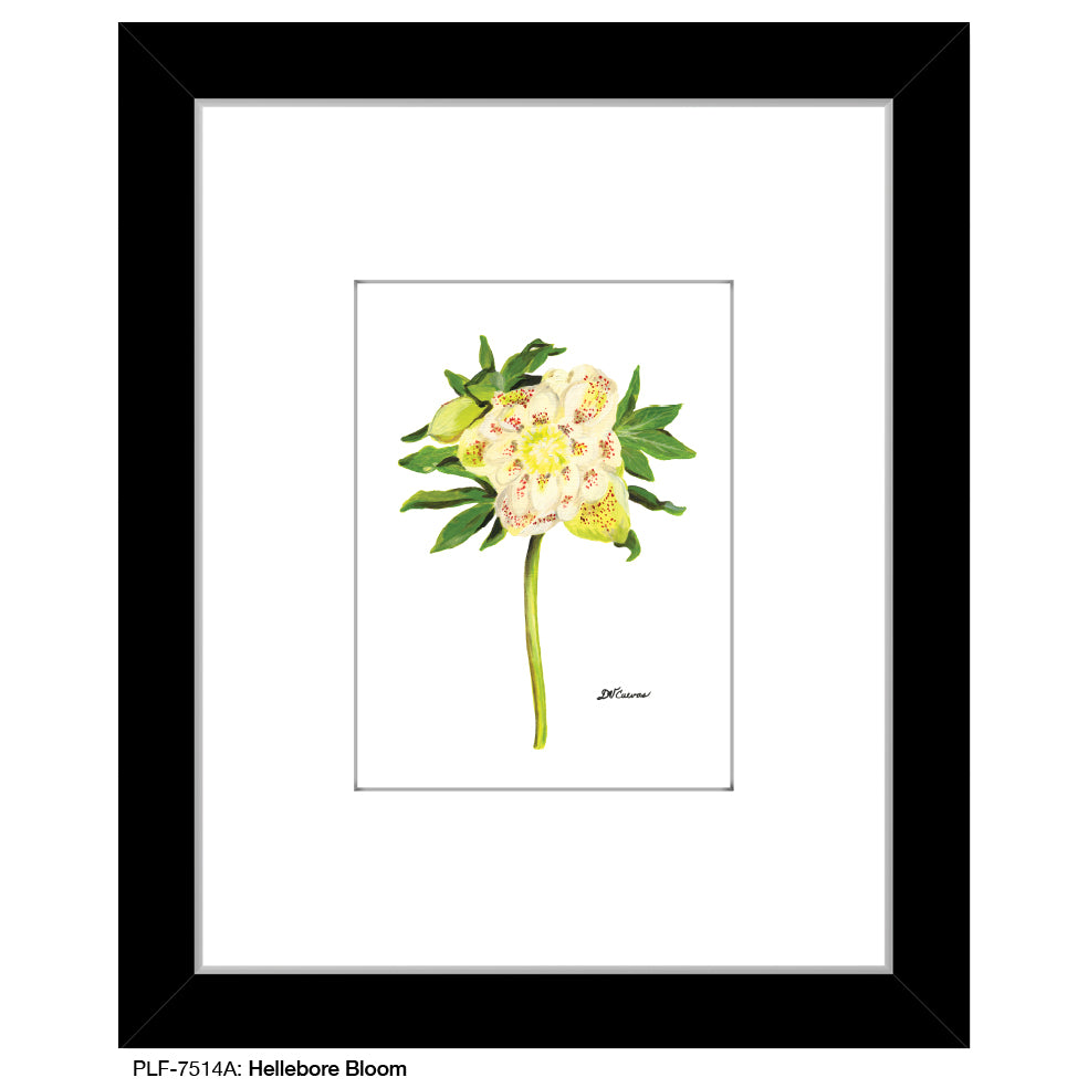 Hellebore Bloom, Print (#7514A)