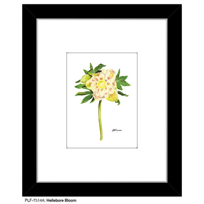 Hellebore Bloom, Print (#7514A)