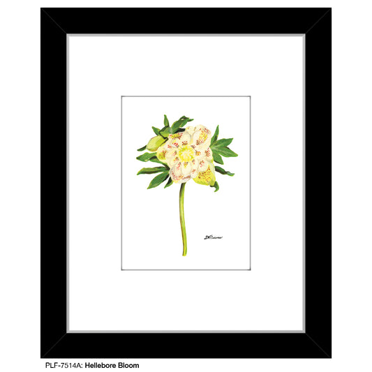 Hellebore Bloom, Print (#7514A)