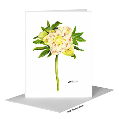 Hellebore Bloom, Greeting Card (#7514A)