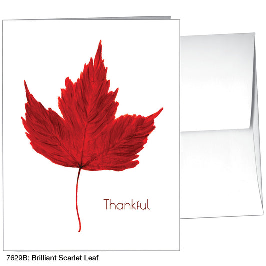 Brilliant Scarlet Leaf, Greeting Card (#7629B)