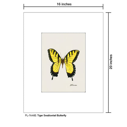 Tiger Swallowtail Butterfly, Print (#7648B)