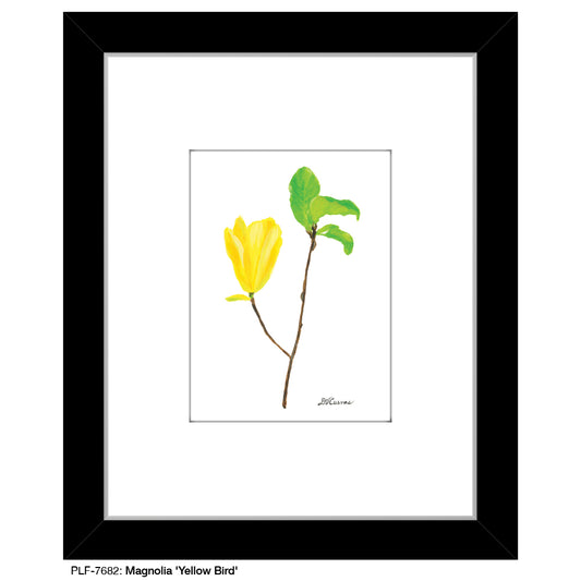 Magnolia "Yellow Bird", Print (#7682)