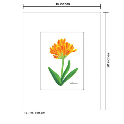 Bush Lily, Print (#7715A), Printe Matted, www.printedcanvas.com
