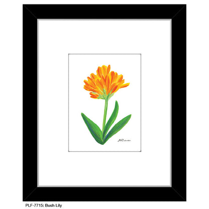 Bush Lily, Print (#7715A), Print Matted, www.printedcanvas.com