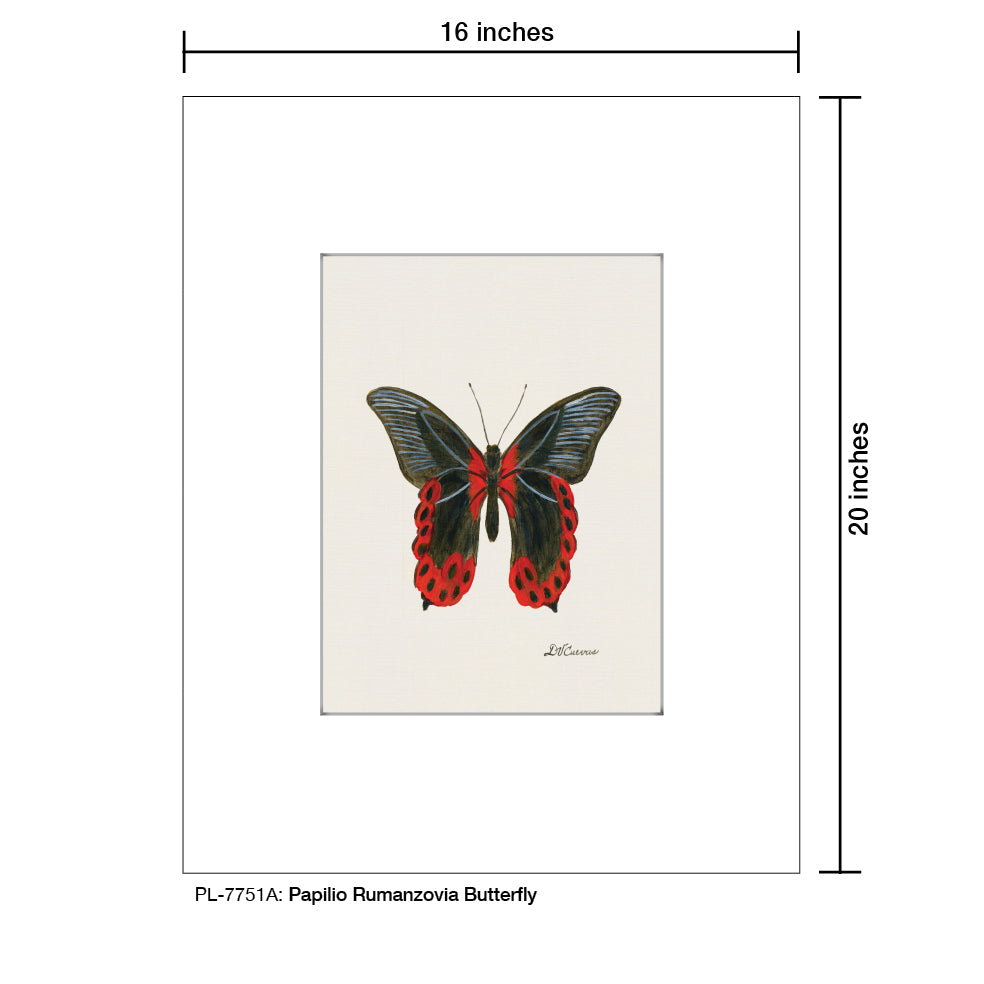 Papilio Rumanzovia Butterfly, Print (#7751A)