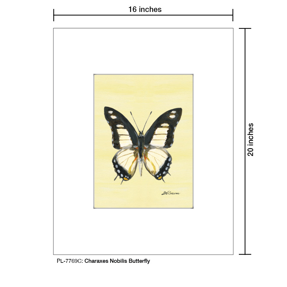 Charaxes Nobilis Butterfly, Print (#7769C)