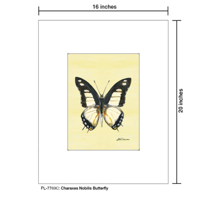 Charaxes Nobilis Butterfly, Print (#7769C)