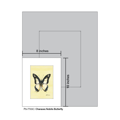 Charaxes Nobilis Butterfly, Print (#7769C)