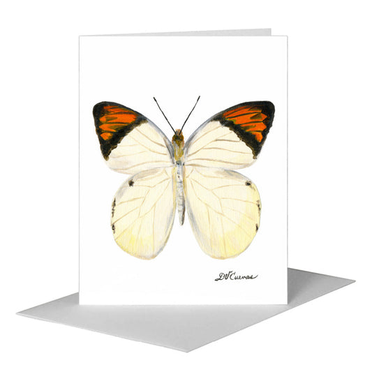 Hebomoia Glaucippe Felderi Butterfly, Greeting Card (#7770B) A2 Card Front, www.printedcanvas.com