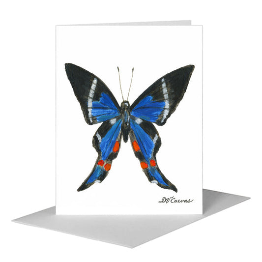 Rhetus Periander Butterfly, Greeting Card (#7771A) A2 Card Front, www.printedcanvas.com