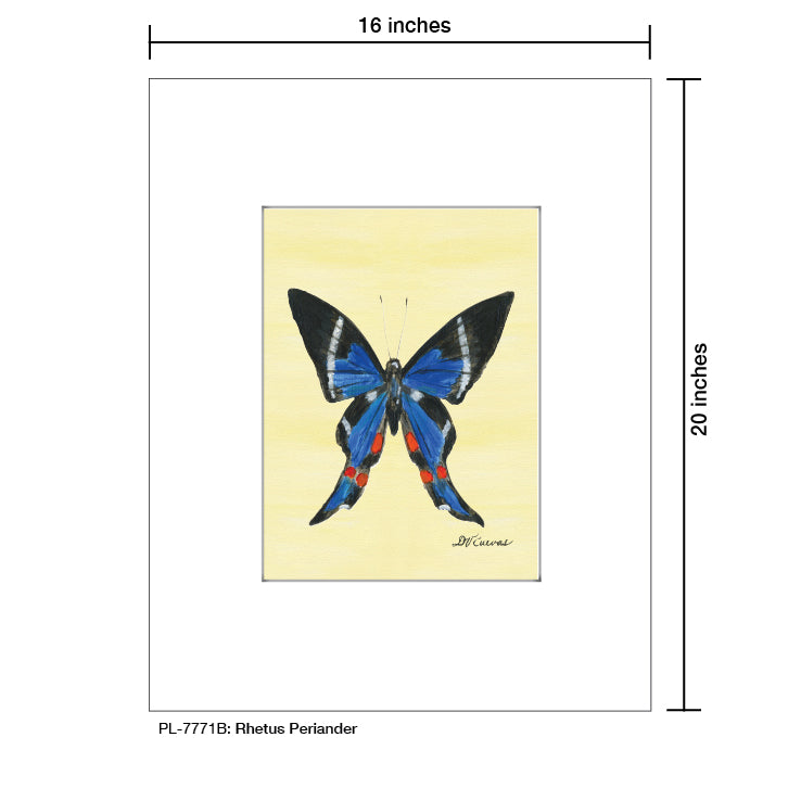 Rhetus Periander Butterfly, Print (#7771B)