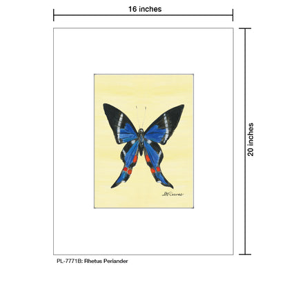 Rhetus Periander Butterfly, Print (#7771B)