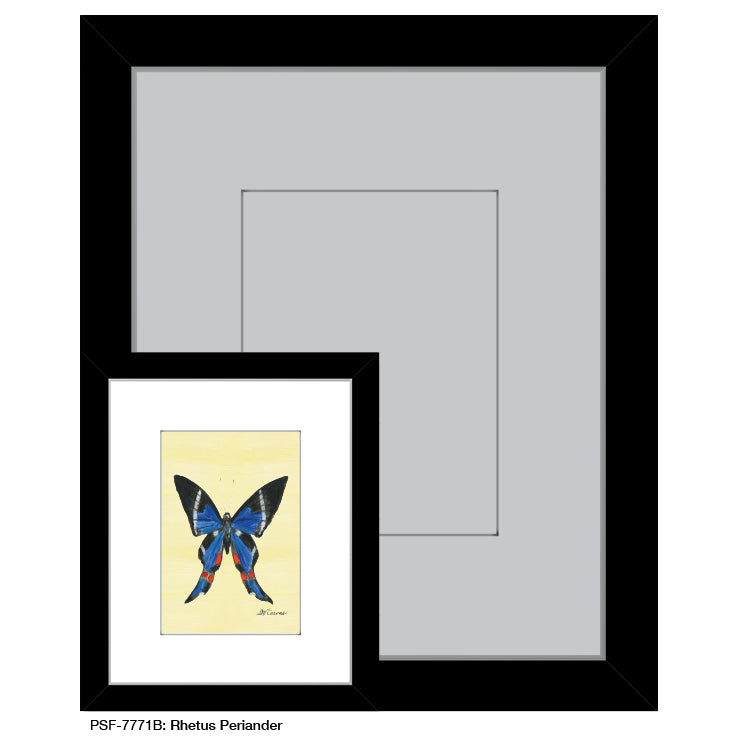 Rhetus Periander Butterfly, Print (#7771B)