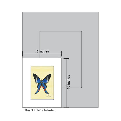 Rhetus Periander Butterfly, Print (#7771B)