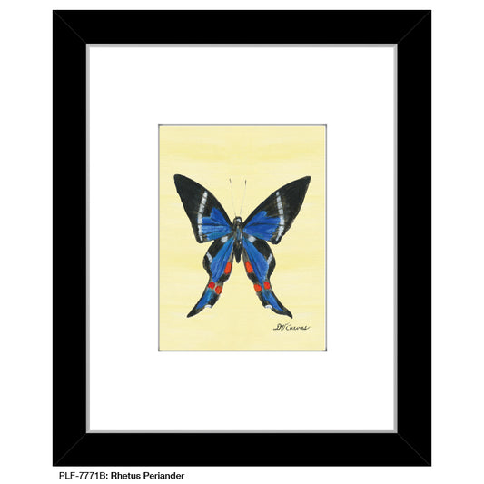 Rhetus Periander Butterfly, Print (#7771B)