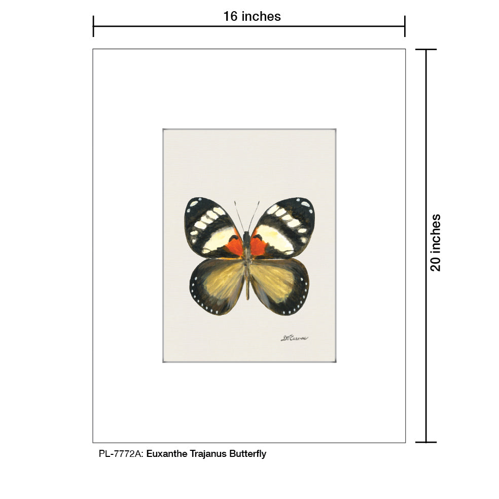 Euxanthe Trajanus Butterfly, Print (#7772A)